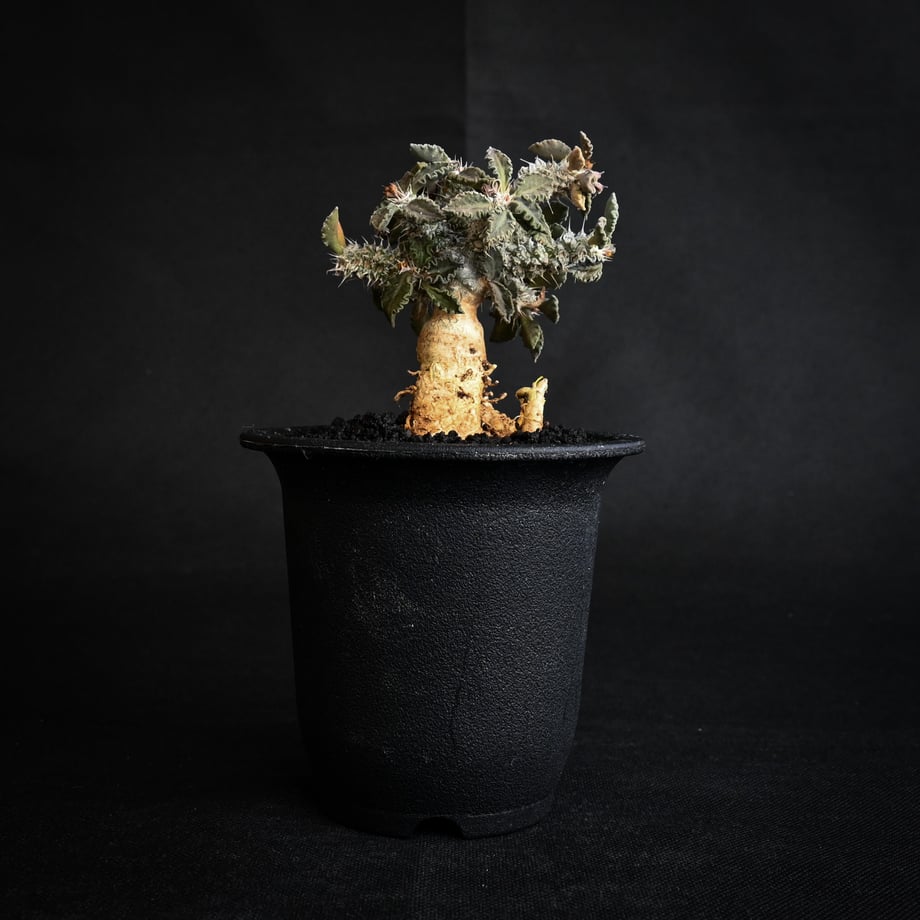 65c32617cbce5201e4caa34d