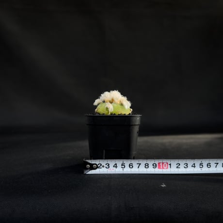 Lophophora diffusa / ロフォフォラ ディフューサ 翠冠玉 【実生】