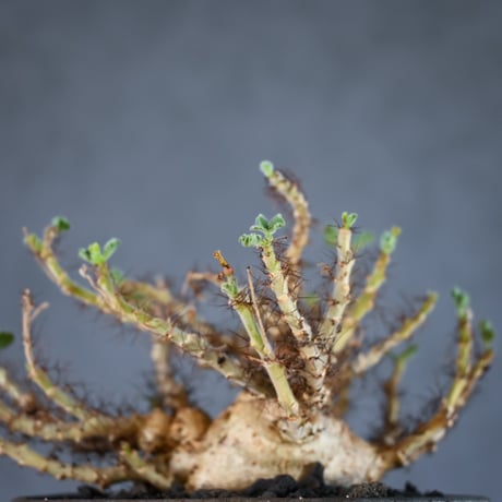Jatropha marginata / ヤトロファ マルギナータ 【発根済】+ 信楽焼