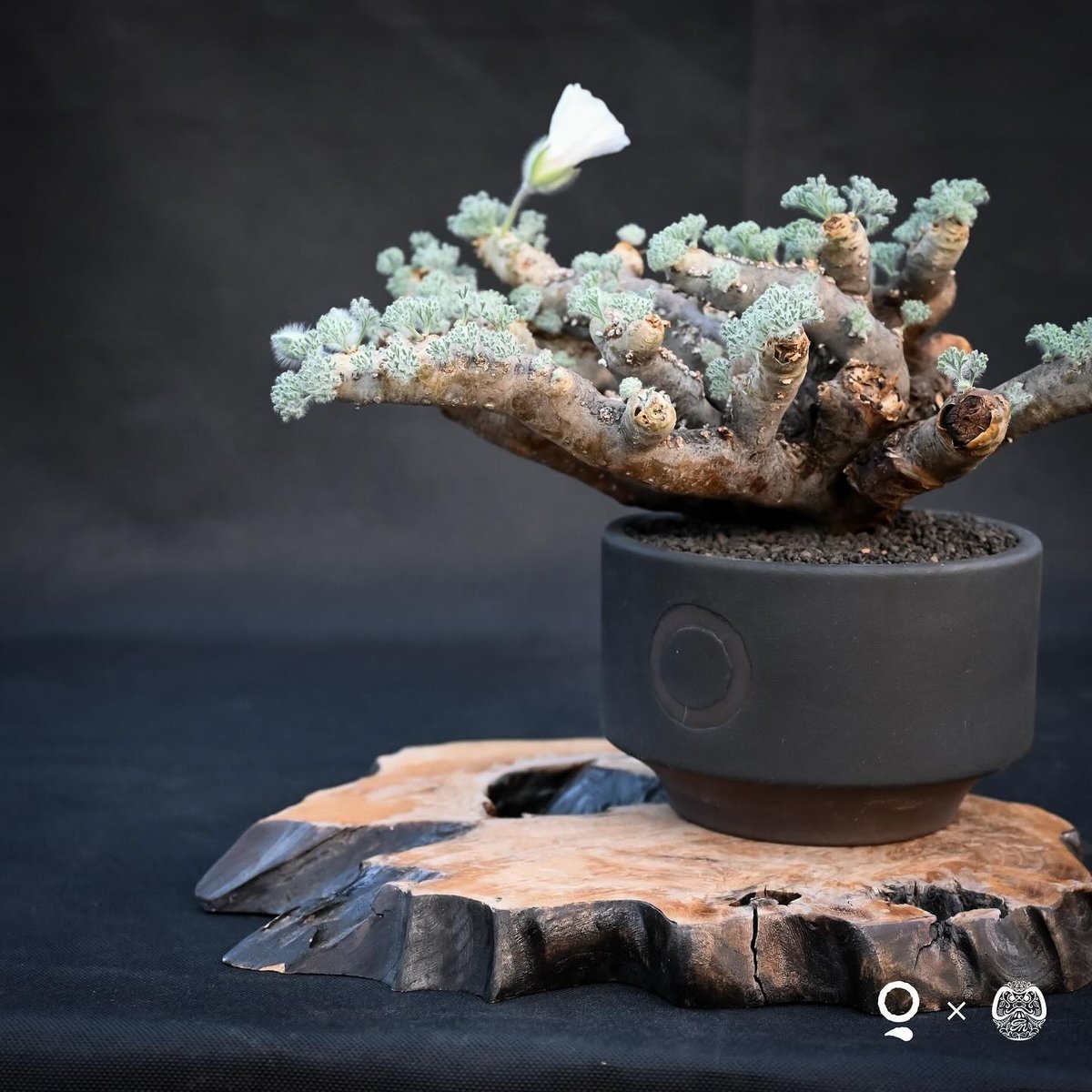 Premium Line】 Monsonia multifida (Sarcocaulon Premium Line】 Monsonia multifida (Sarcocaulon