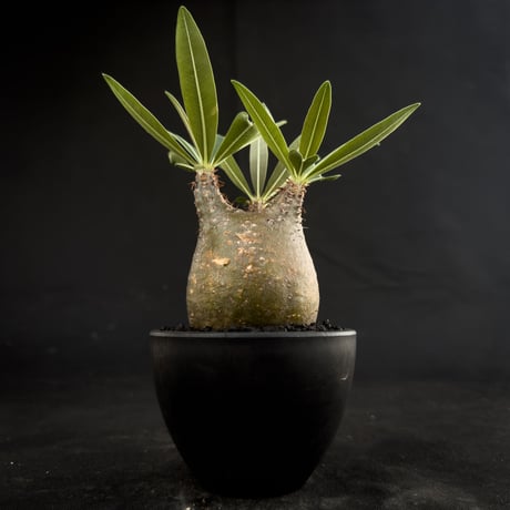 Pachypodium rosulatum var. gracilius / パキポディウム グラキリス 【微発根】
