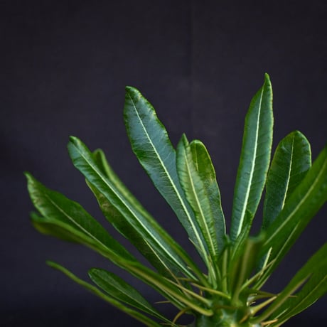 Pachypodium ambongense / パキポディウム アンボンゲンセ 【実生】
