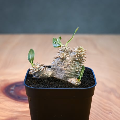 Pachypodium ' Densicaule ' / パキポディウム デンシカウレ 恵比寿大黒 (恵比須大黒)【微発根】