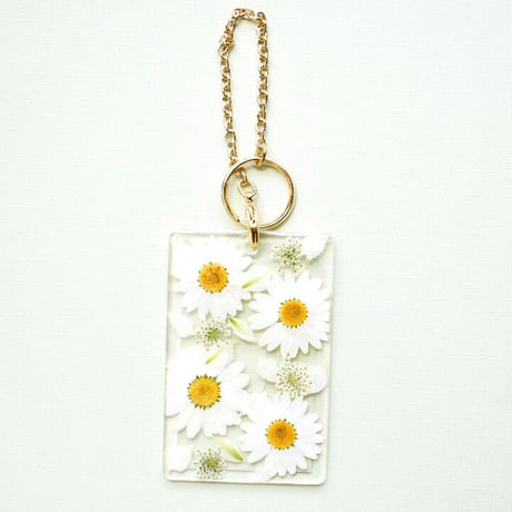 ノースポール✼ 25年12月上中旬予約]八重咲きノースポール・雪の華3.5号ポット