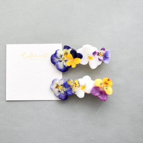 CATEGORY ビオラ | Coloring