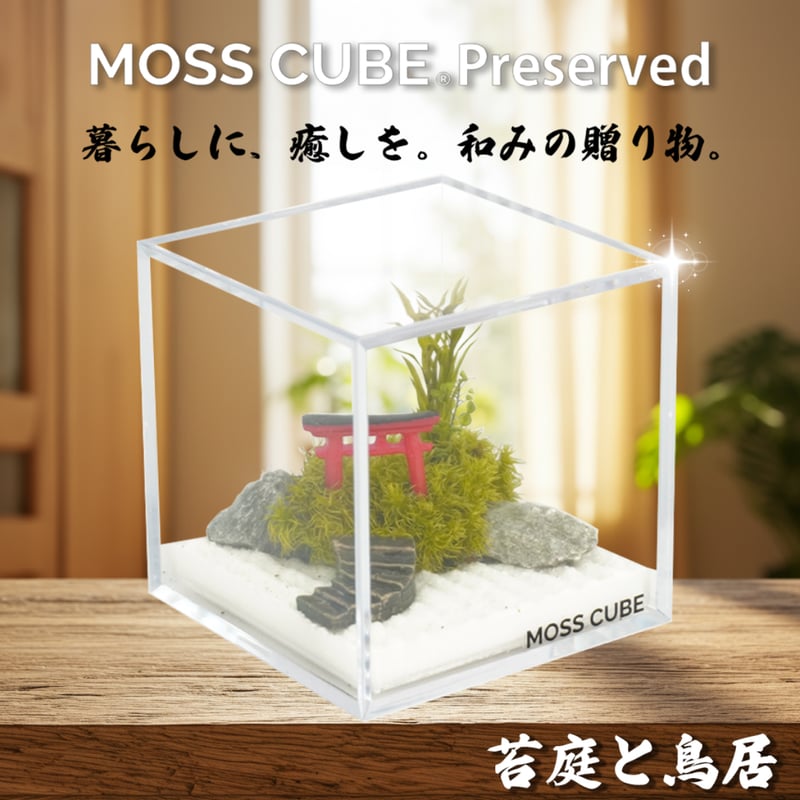 MOSS CUBE Preserved 枯れない苔テラリウム | ミノルショップ｜透明