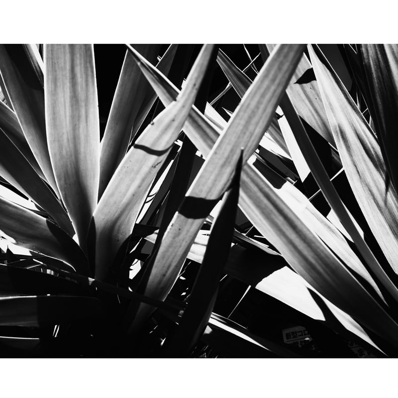 作品プリント Edition 1/1】sharp grass | Photure 作品プリント Edition 1/1】sharp grass | Photure