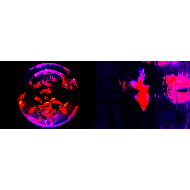 GAZE vol.1から8 と日々 GAZE vol.1から8 と日々