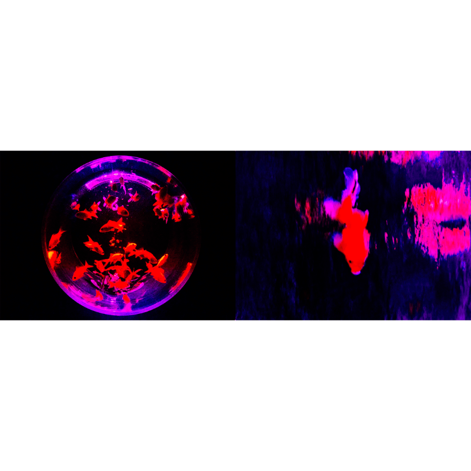 611331650f9a22563d2e36f2