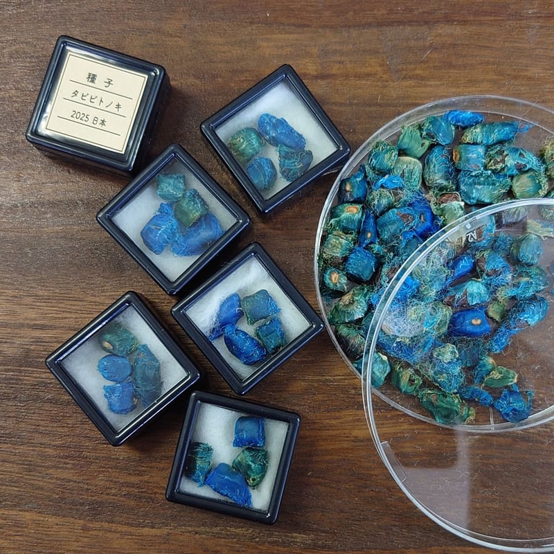 タビビトノキ種子標本 | cattic