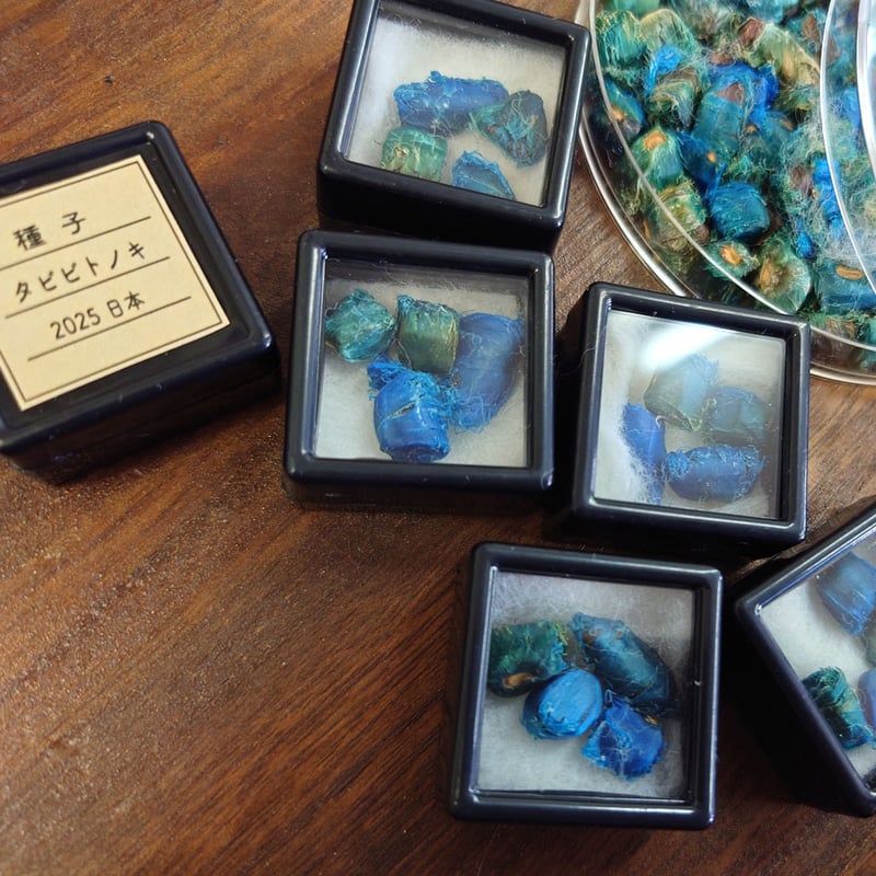 タビビトノキ種子標本 | cattic