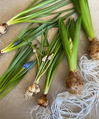 春の球根便　地域限定　送料込み