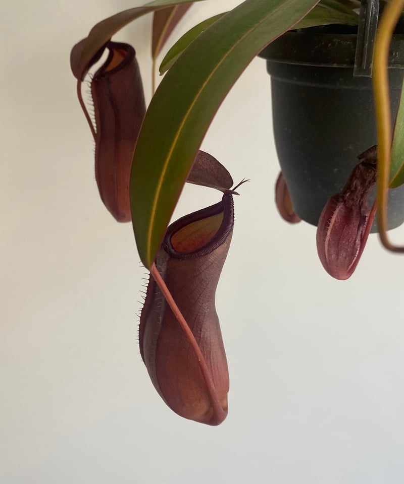ネペンテス サンギネア3.5寸吊り鉢 | 輪通販