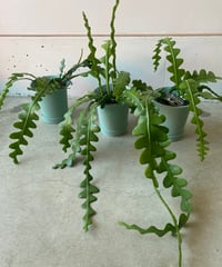 フィッシュボーンカクタス
