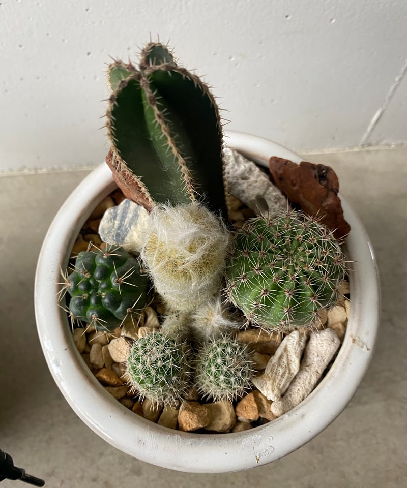 サボテンの寄せ植え | 輪通販