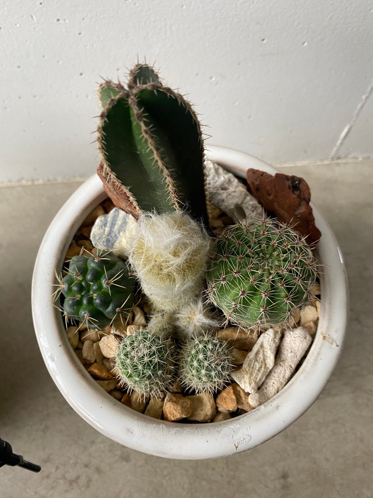 サボテンの寄せ植え | 輪通販