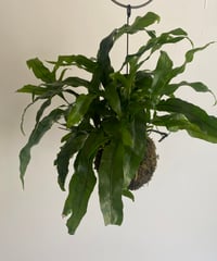 ミクロソリューム(カンガルーファーン)苔玉　吊るし