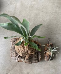 お得な　コウモリラン　チランジア  セットD送料込み
