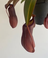 ネペンテス　サンギネア3.５寸吊り鉢