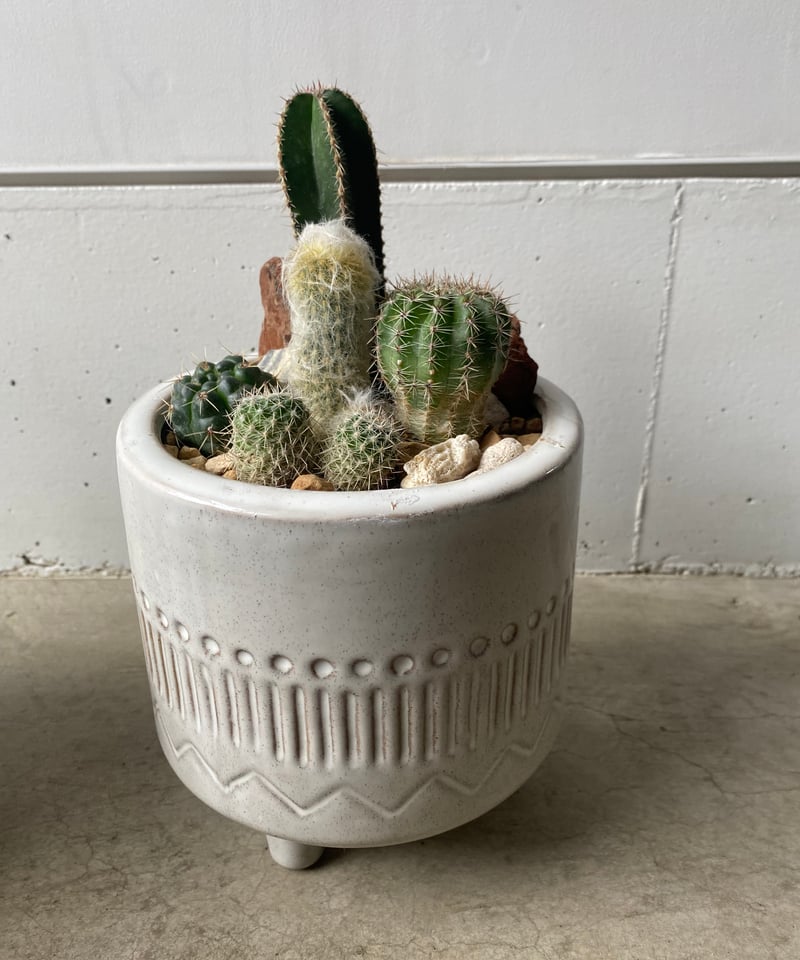 サボテンの寄せ植え | 輪通販