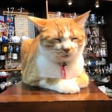 watsuha / 津覇商店