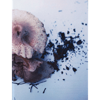 TAKASHI HOMMA "MUSHROOMS FROM THE FOREST "