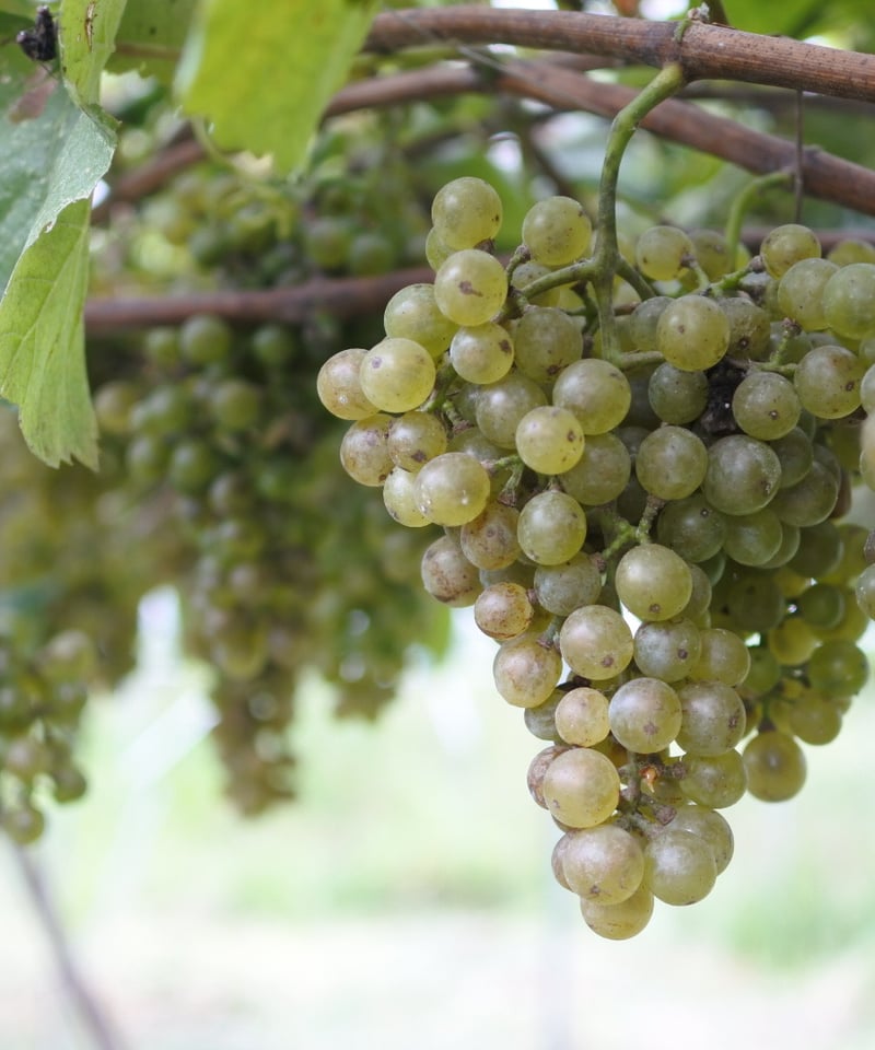 Ogawa Chardonnay Orange 2024 Frizzante フルボトル 75