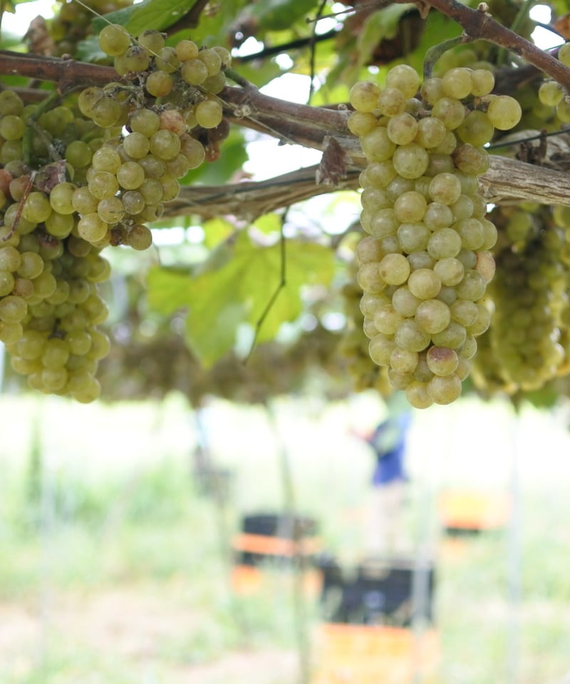 Ogawa Chardonnay Orange 2024 Frizzante フルボトル 75