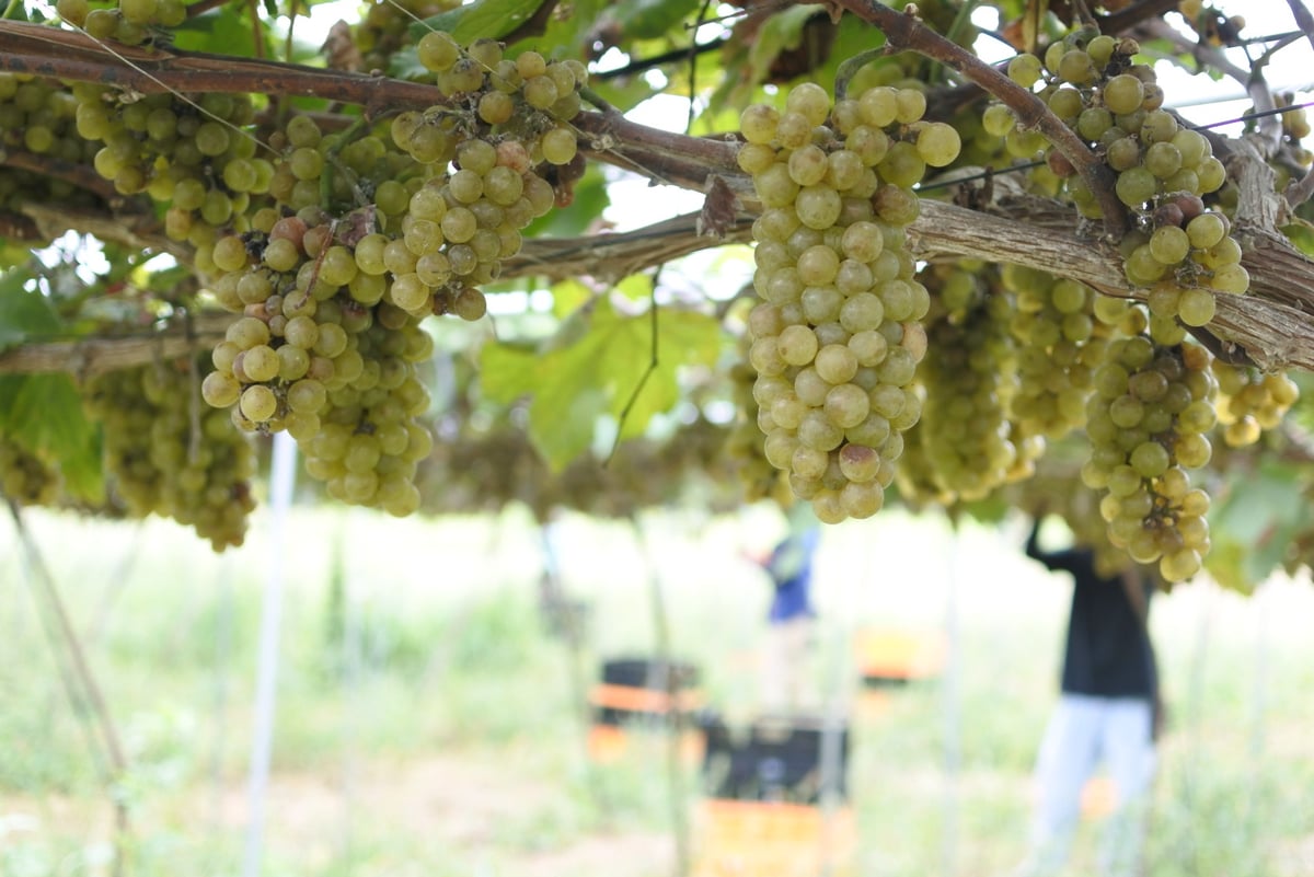 Ogawa Chardonnay Orange 2024 Frizzante フルボトル 75