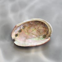 アバロニシェルSS (約6cm)、S(約7cm)
