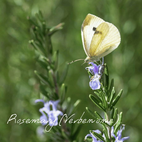 Wisdom of the Earth by Oli