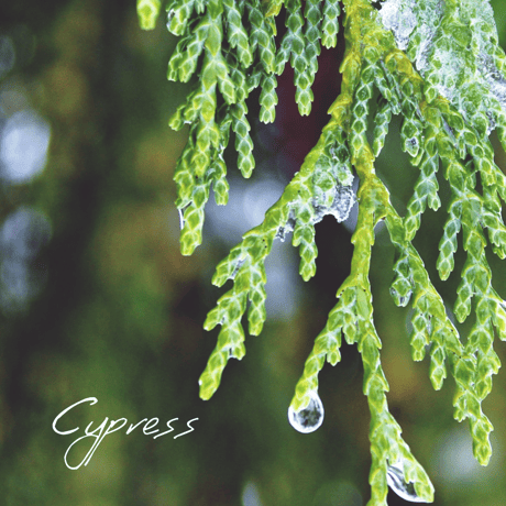 CATEGORY サ行 | Wisdom of the Earth by Oli