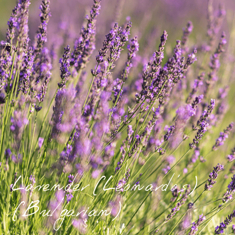 ロードデンドロン　西洋シャクナゲ　精油 15ml　WOTE ロードデンドロン 西洋シャクナゲ 精油 15ml WOTE ロード