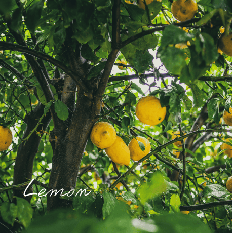 CATEGORY ラ行 | Wisdom of the Earth by Oli