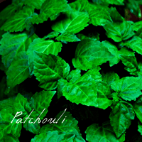 ジンジャー・リリー 15ml | Wisdom of the Earth by Oli