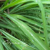 シトロネラ　「マナ（生命力）の草」　☆取寄せ