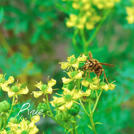 CATEGORY ラ行 | Wisdom of the Earth by Oli