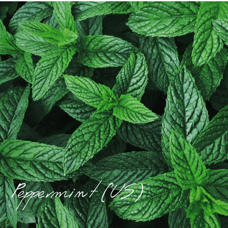 Wisdom of the Earth by Oli