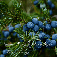 ジュニパー・ベリー(ハイランド)(ネパール) ベリーと枝 | Wisdom of