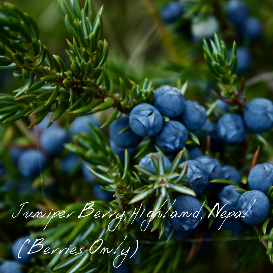 ジュニパーベリー ジュニパー・ベリー(ハイランド)(ネパール) ベリーのみ | Wisdom of