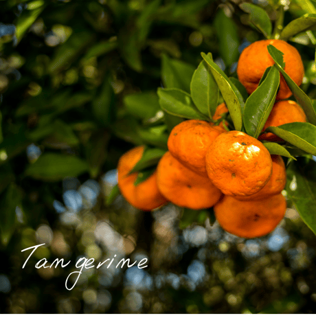 CATEGORY WOTE精油五十音順 | Wisdom of the Earth by Oli