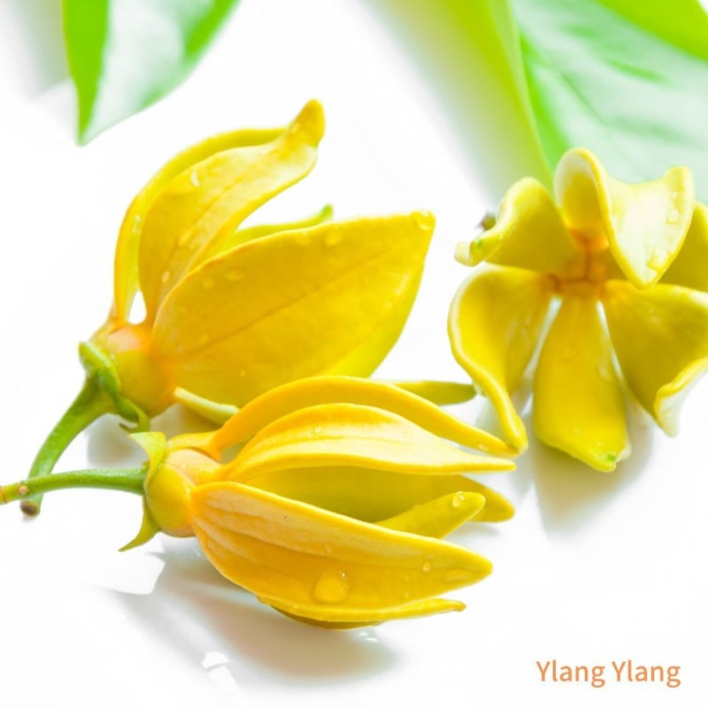 wisdom of the earth wote 精油イランイラン