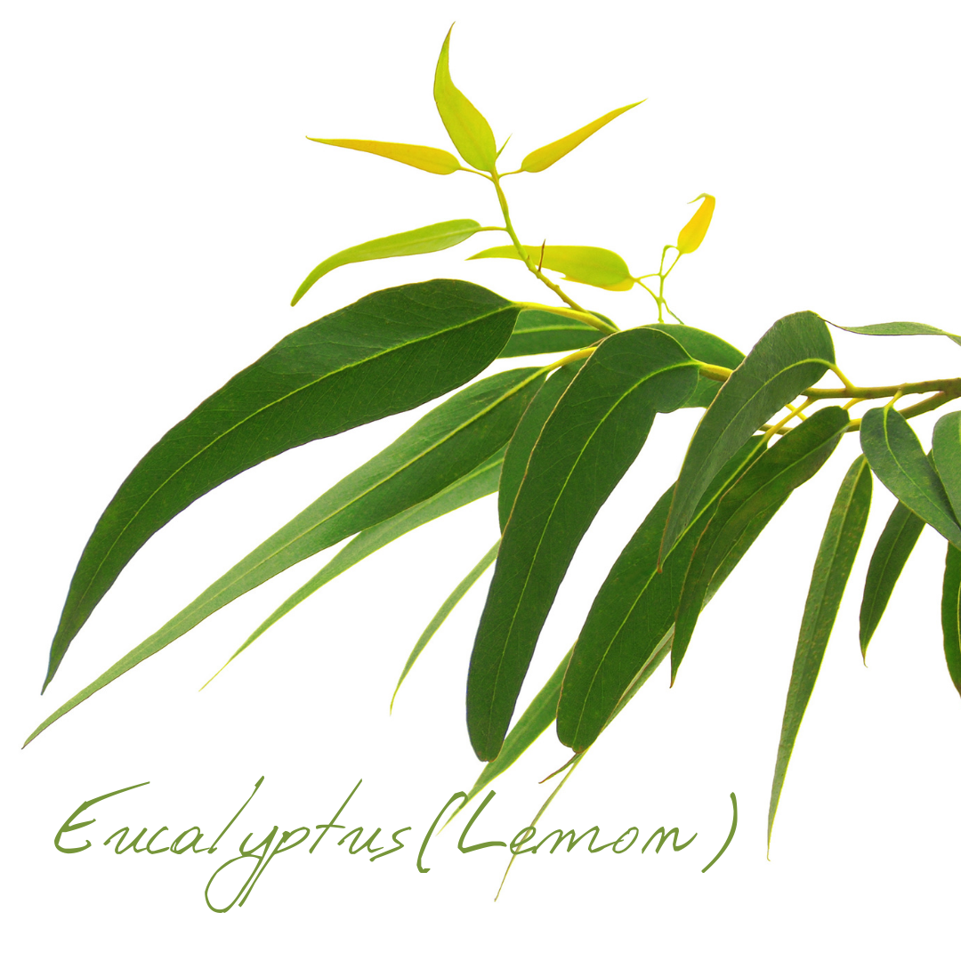 ドテラ エッセンシャルウェル ラベンダー レモンユーカリ ピューリファイ 3点 eucalyptus.jpg