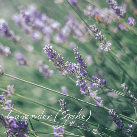 CATEGORY ラ行 | Wisdom of the Earth by Oli