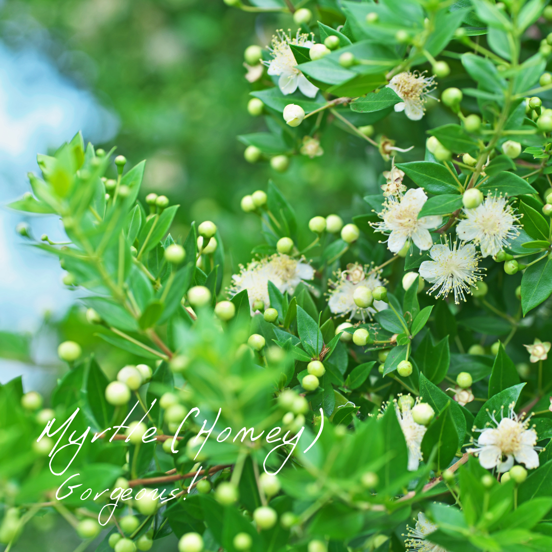 マートル(ハニー) - 5ml (ゴージャス) | Wisdom of the Earth b