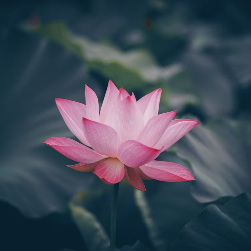 ロータス・ピンク（アブソリュート） 2ml ※希少 | Wisdom of the Eart