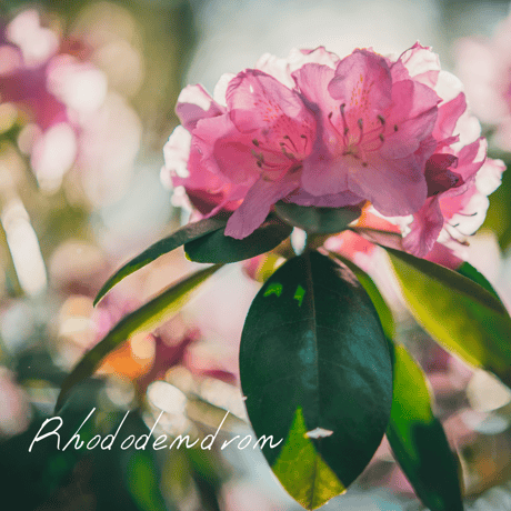 CATEGORY WOTE精油五十音順 | Wisdom of the Earth by Oli