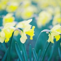 ジンジャー・リリー 15ml | Wisdom of the Earth by Oli