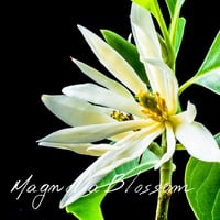 マグノリア ※希少 ☆取寄せ