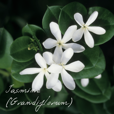 【最終価格】正規品 新品・未開封 パチュリ Wisdomof the Earth Wisdom of the Earth by Oli